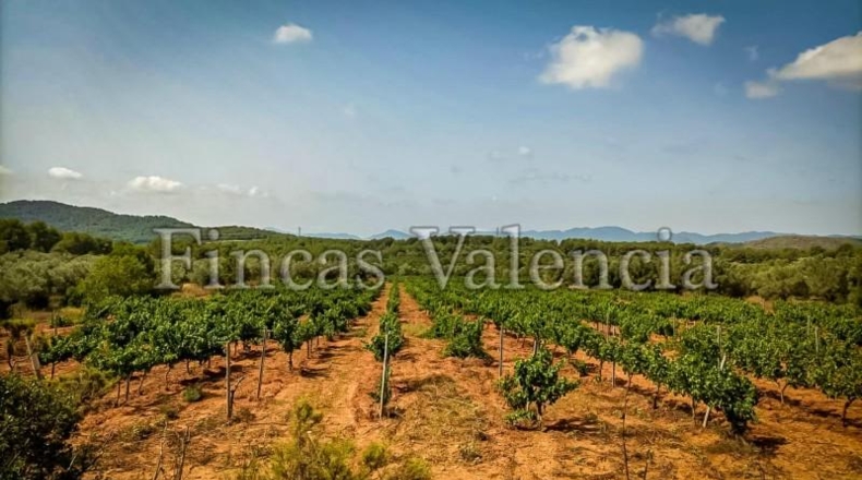 Valencia - Alcira - 54000m2
