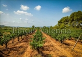 House with land for sale on España, Azuébar, ref: TR398856 photo