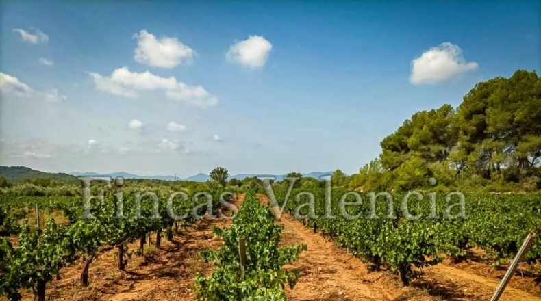 Valencia - Alcira - 54000m2