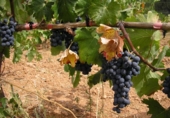 House with land for sale on España, Azuébar, ref: TR398856 photo