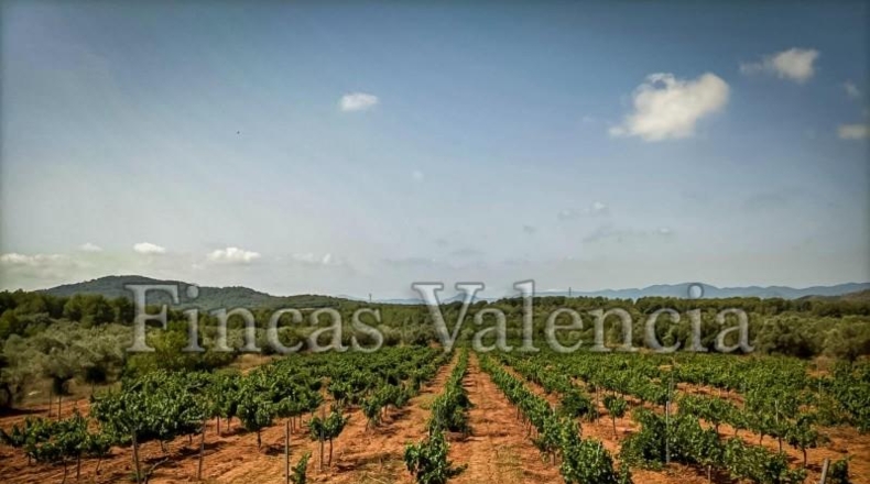 Valencia - Alcira - 54000m2