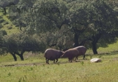 Xalet independent amb terreny en venda a la España, Villanueva del Fresno, ref.: TR399311 foto