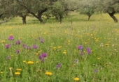 Xalet independent amb terreny en venda a la España, Villanueva del Fresno, ref.: TR399311 foto