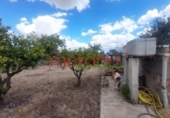 Casa de campo con terreno en venta en la España, Elche, ref: TR398634 foto