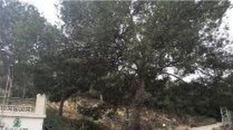 Alicante - Oriola - 12000m2