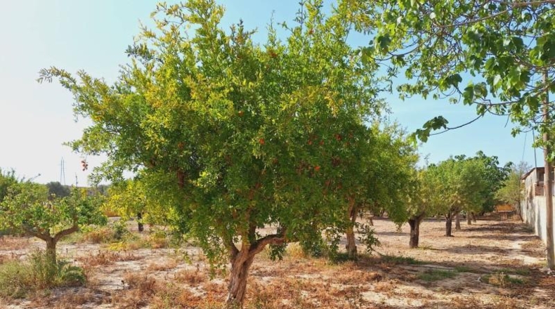 Alicante - Alicante - 5300m2