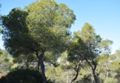 Sòl urbà en venda a la España, Barcelona, ref.: TR397847 foto