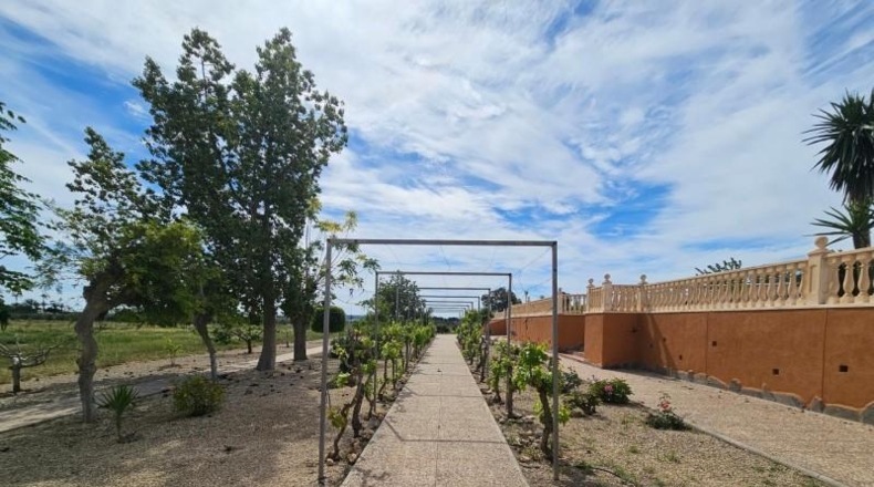 Alicante - Torrellano - 10000m2