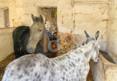 Finca rústica en venda a la España, Huércal-Overa, ref.: TR399475 foto