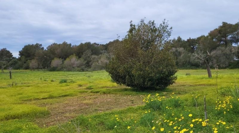 Illes Balears - Lluchmayor - 32000m2