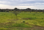 Rural estate for sale on España, Llucmajor, ref: TR398493 photo