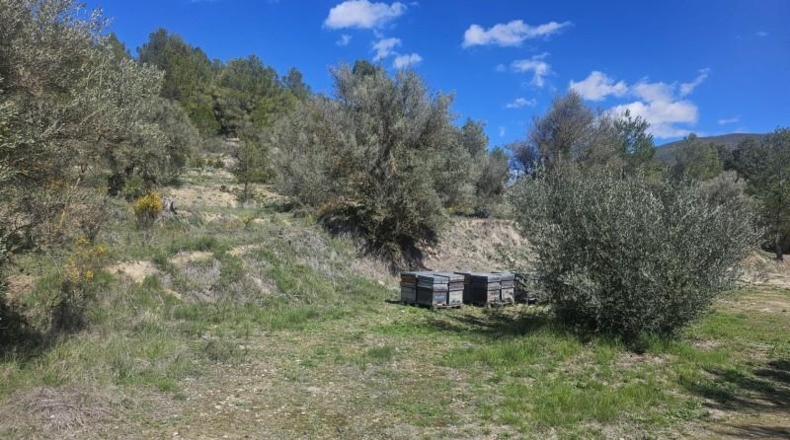 Alicante - Dolores - 415224m2