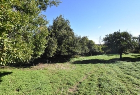 El Pedroso 25156&nbsp;m² 