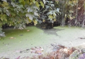 Molí en venda a la España, El Pedroso, ref.: TR399010 foto