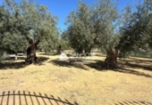 Chalet independiente con terreno en venta en la España, Aspe, ref: TR398835 foto