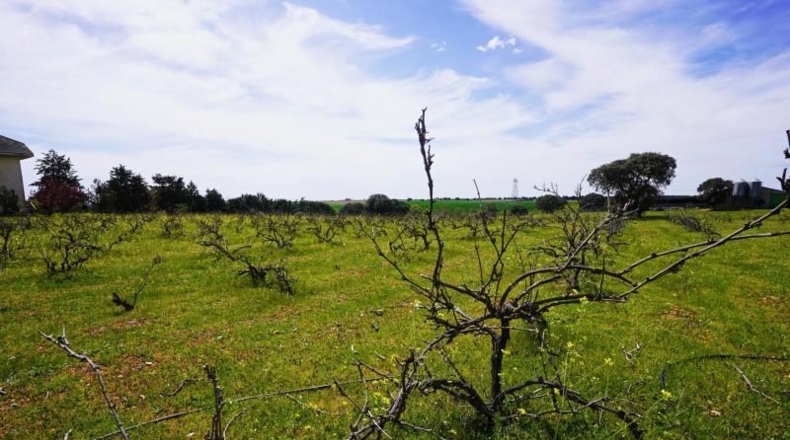 Salamanca - Forfoleda - 372826m2