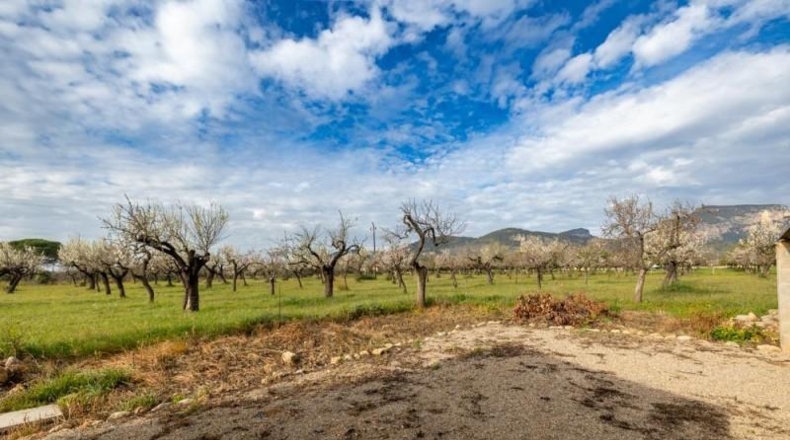 Islas Baleares - Lloseta - 24000m2