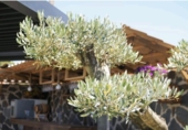 Chalet independiente con terreno en venta en la España, Alicante, ref: TR399452 foto