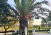 Detached villa with land for sale on España, Alosno, ref: TR398772 photo