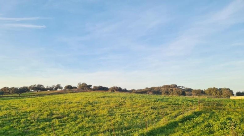 Huelva - Alosno - 2500000m2