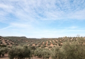 Chalet independiente con terreno en venta en la España, Granada, ref: TR397911 foto