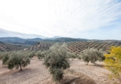 Chalet independiente con terreno en venta en la España, Granada, ref: TR397911 foto