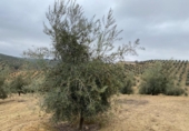 Chalet independiente con terreno en venta en la España, Loja, ref: TR398029 foto