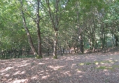 Terreno no urbanizable en venta en Crecente ref: TR385666 foto