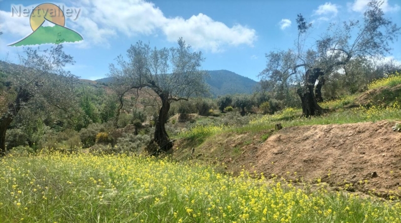 Community of Madrid - Serranillos del Valle - 5000m2