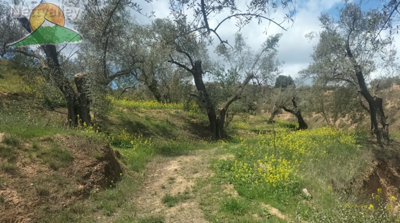 Community of Madrid - Serranillos del Valle - 5000m2