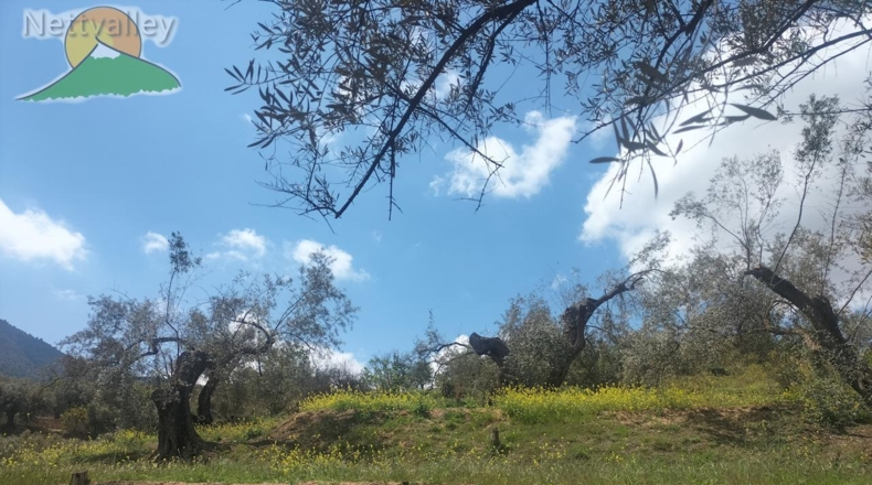 Community of Madrid - Serranillos del Valle - 5000m2