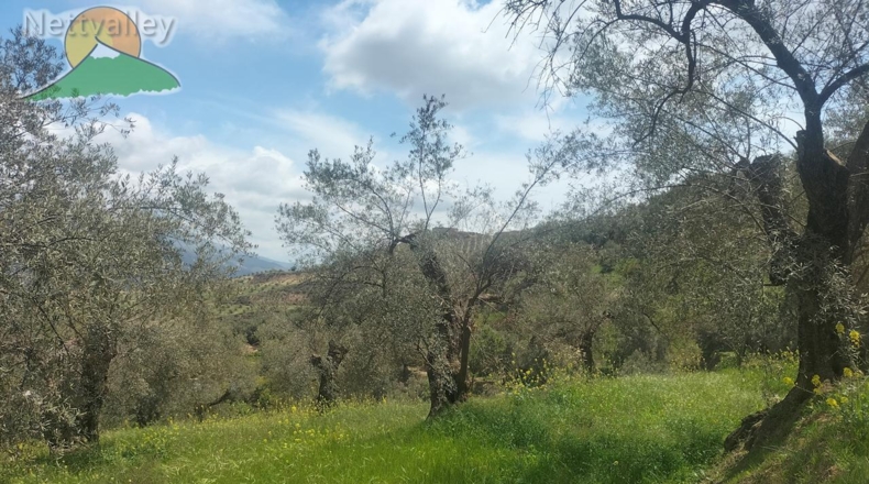 Community of Madrid - Serranillos del Valle - 5000m2