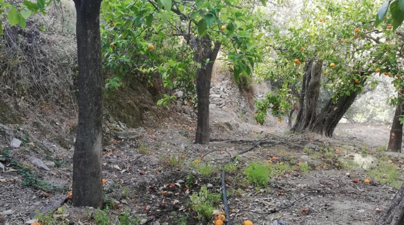Granada - Pinos del Valle - 5000m2