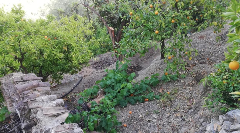 Granada - Pinos del Valle - 5000m2