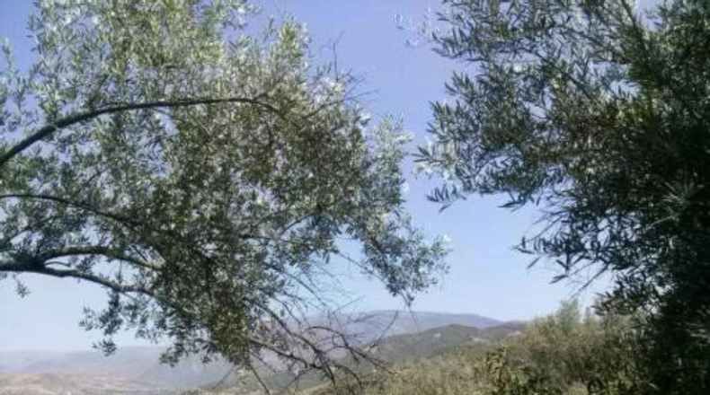Granada - Pinos del Valle - 5000m2