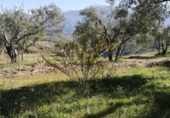 Finca rústica en venda a Pinos del Valle ref.: TR385569 foto