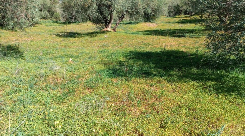 Granada - Órgiva - 3500m2