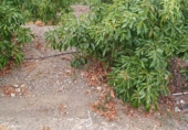 Non-developable land for sale in Almáchar ref: TR386337 photo