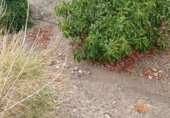 Non-developable land for sale in Almáchar ref: TR386337 photo