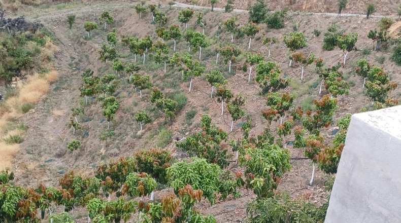 Malaga - Almáchar - 50000m2
