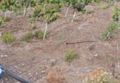 Non-developable land for sale in Almáchar ref: TR386337 photo