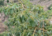 Non-developable land for sale in Almáchar ref: TR386337 photo