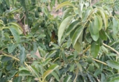 Non-developable land for sale in Almáchar ref: TR386337 photo