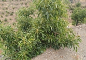 Non-developable land for sale in Almáchar ref: TR386337 photo