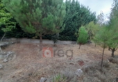 Xalet independent amb terreny en lloguer a Arcas ref.: TR387394 foto