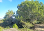 Земельный участок на продажу в городе Ulldecona Фото