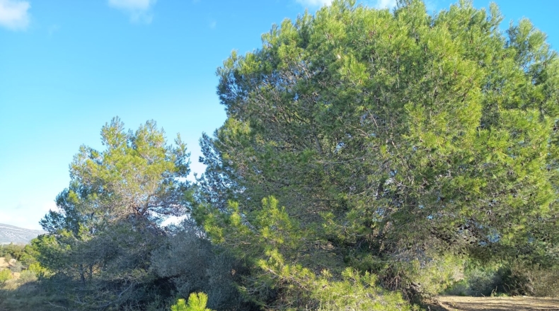 Tarragona - Ульдекона - 4255m2