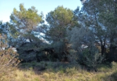 Земельный участок на продажу в городе Ulldecona Фото