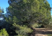 Земельный участок на продажу в городе Ulldecona Фото