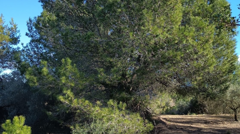 Tarragona - Ульдекона - 4255m2